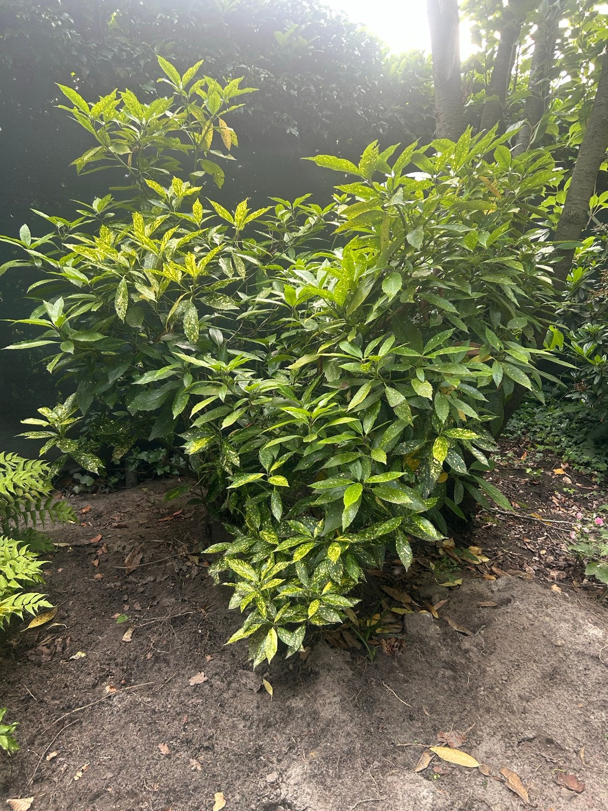 Japanse Broodboom (Aucuba japonica) - Winterharde Sierstruik, Tuin en Terras, Vaste plant, Bloeit niet, Halfschaduw, Ophalen
