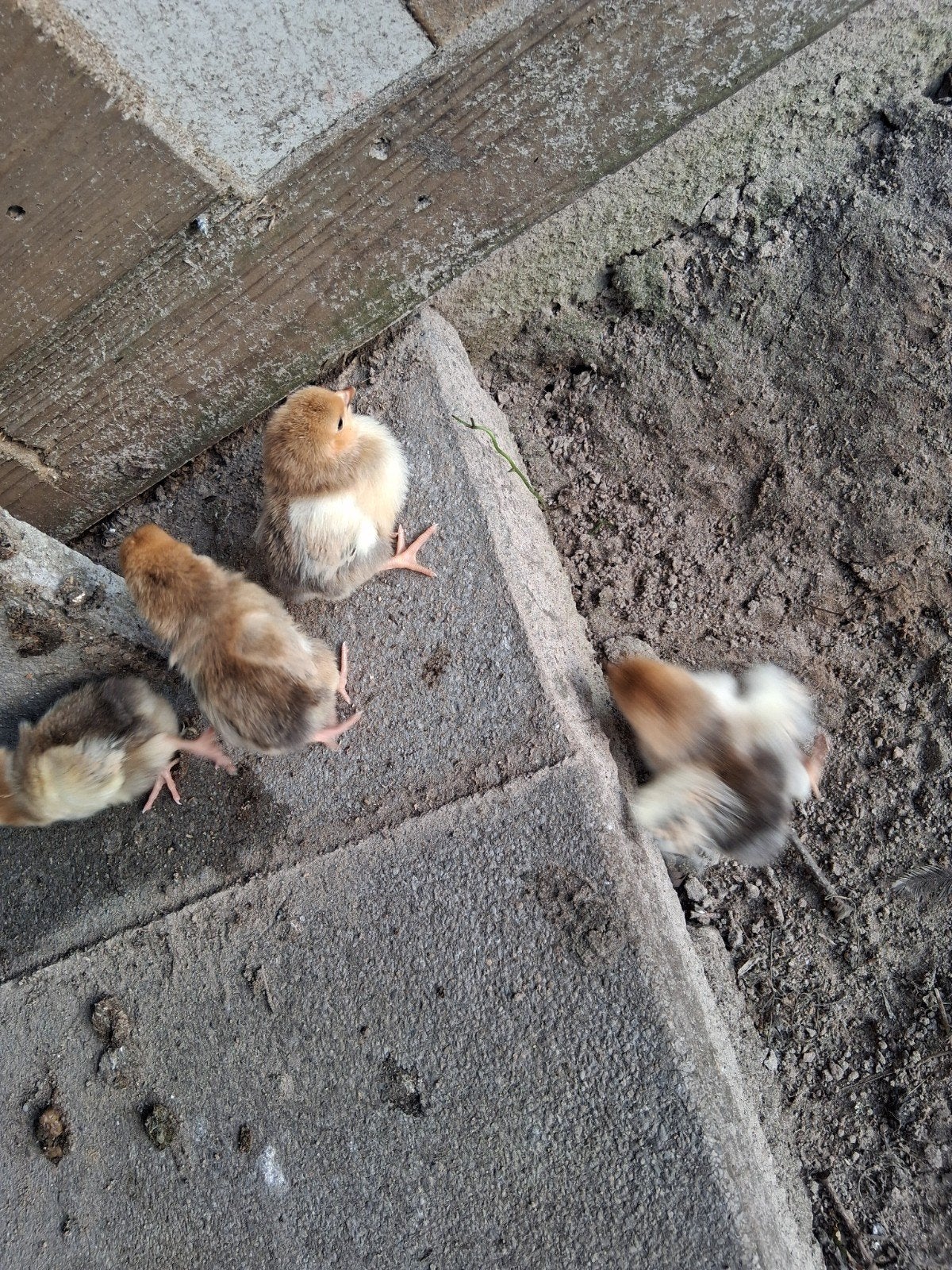 Kuikens wyandotte buff kriel., Geslacht onbekend, Kip