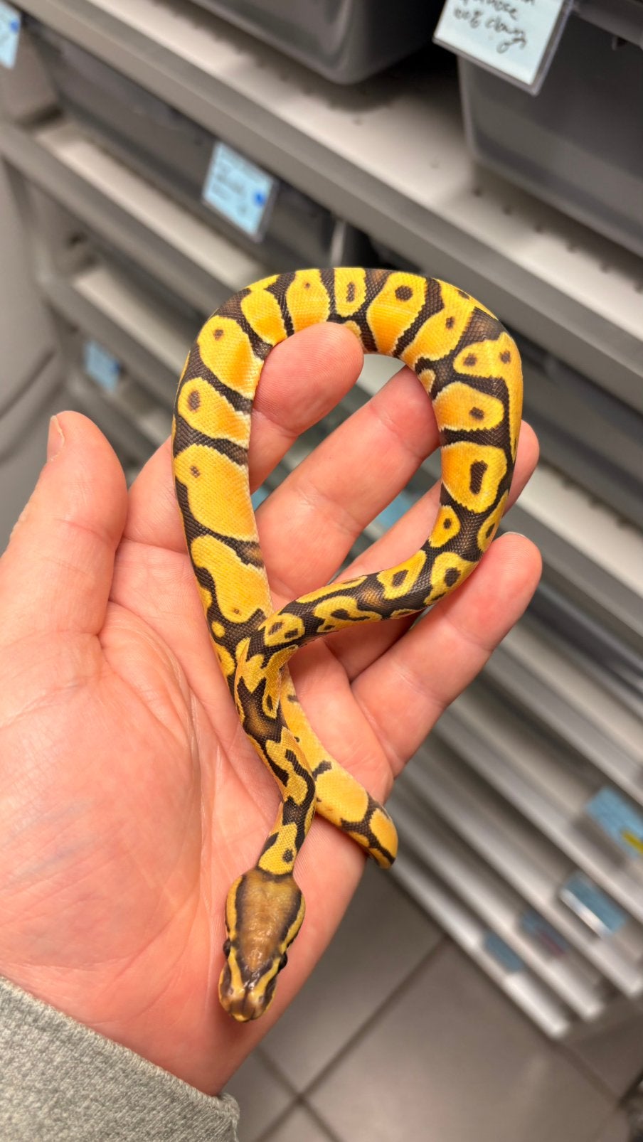 Orange dream hypo ball python