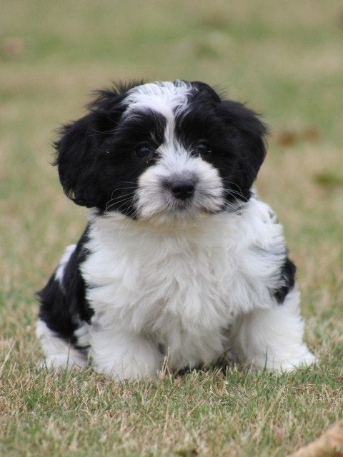 Boomer pups, Dieren en Toebehoren, Nederland, Parvo, Overige rassen, 8 tot 15 weken