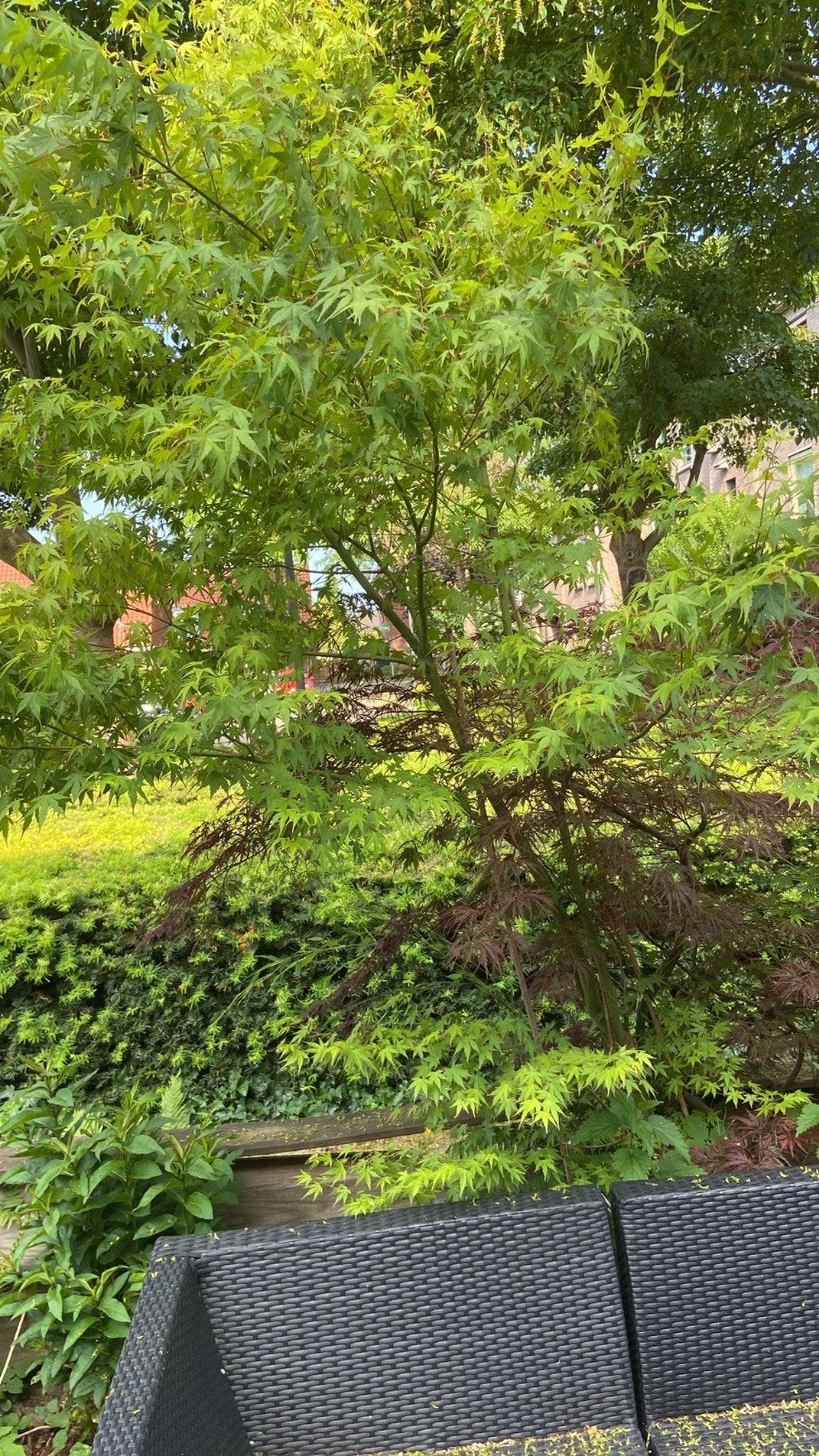 Japanse Esdoorn (Acer palmatum) - Prachtige Tuinboom, Tuin en Terras, Ophalen, Bloeit niet, Halfschaduw, Overige soorten