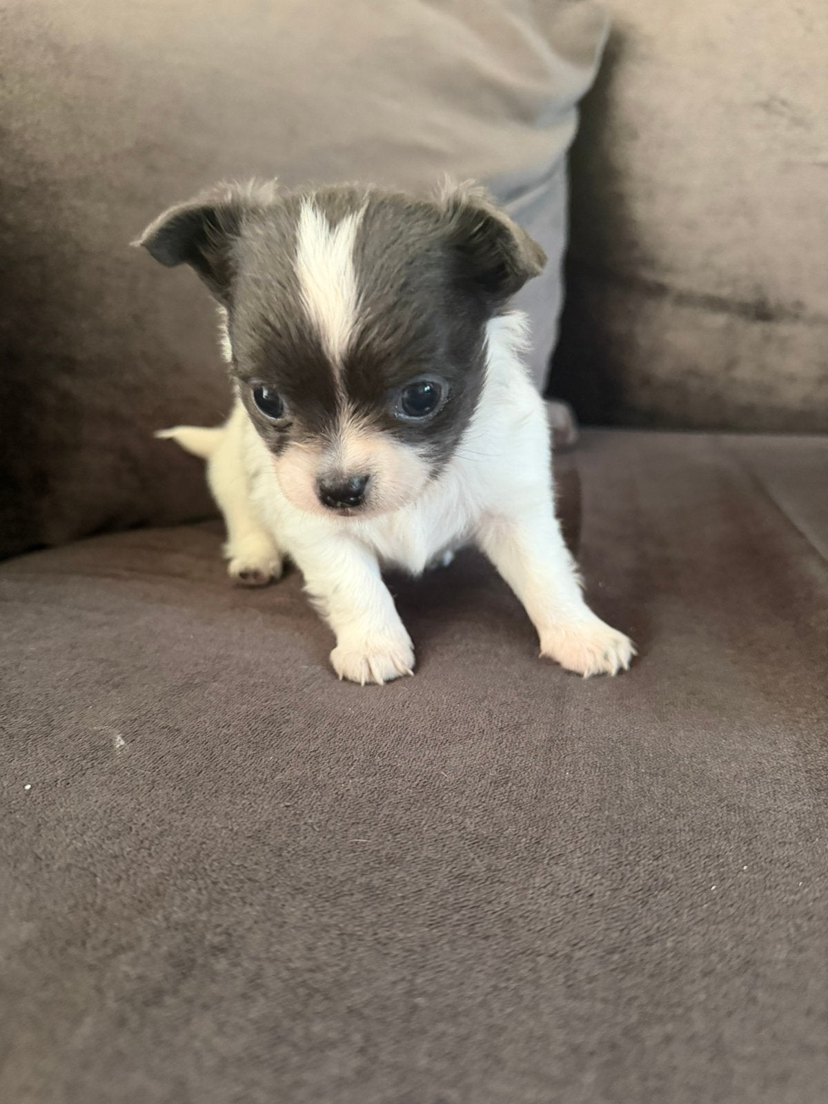 Laatste raszuivere chihuahu mini reutje lees de adv goed aub, Parvo, 8 tot 15 weken, Meerdere, Meerdere dieren