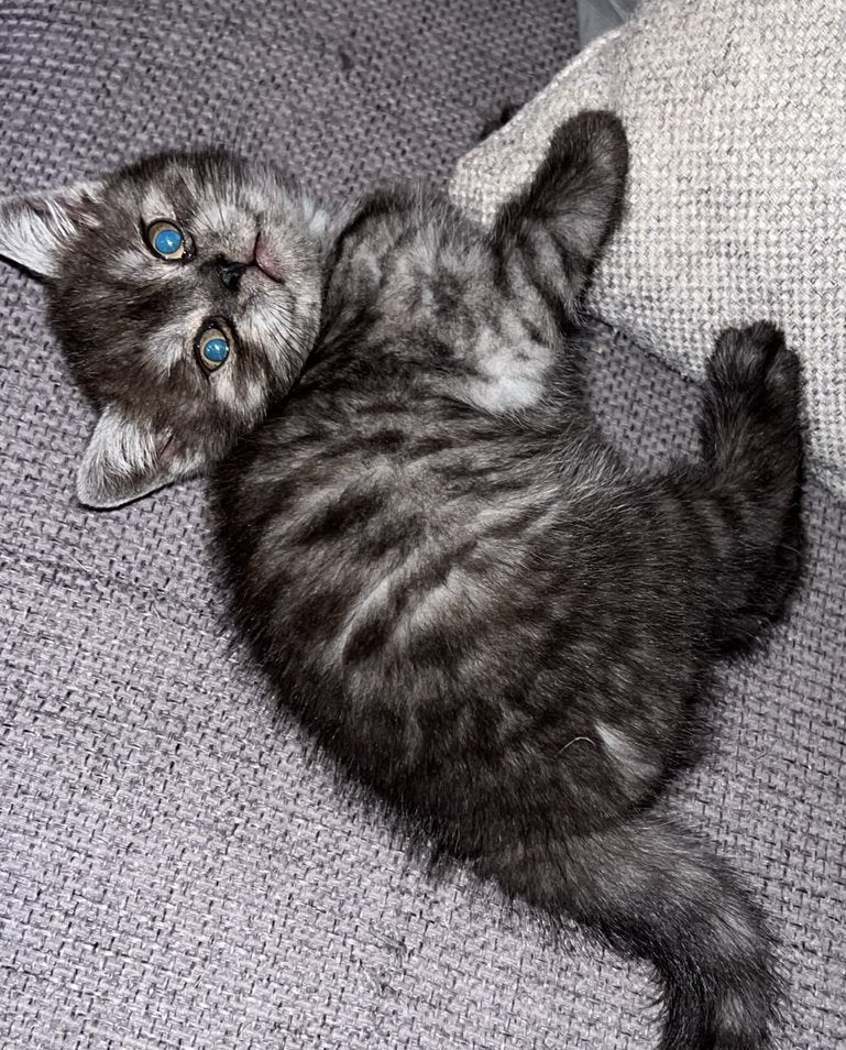 🩵nog 1 black smoke/tabby katertje britse korthaar kitten 🩵, Meerdere dieren, Ontwormd