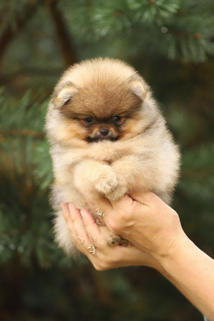 Pomeriaan pup teefje Orange Sable – Bear type, Nederland, Keeshond, 8 tot 15 weken, Teef