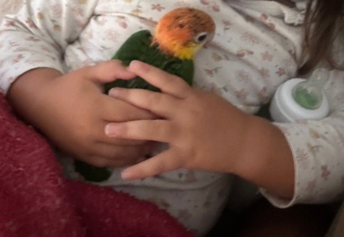 2 Super Tamme Roestkop Caique Papegaaien – DNA, Dieren en Toebehoren, Vogels | Parkieten en Papegaaien, Meerdere dieren, Papegaai