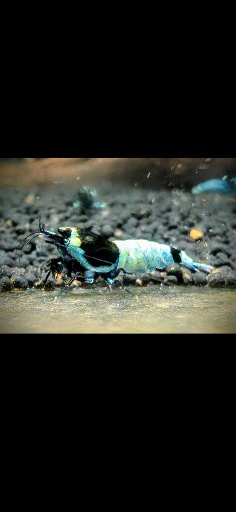 Blue Panda Shadow Mosura garnalen blauw zwart, Dieren en Toebehoren, Vissen | Aquariumvissen