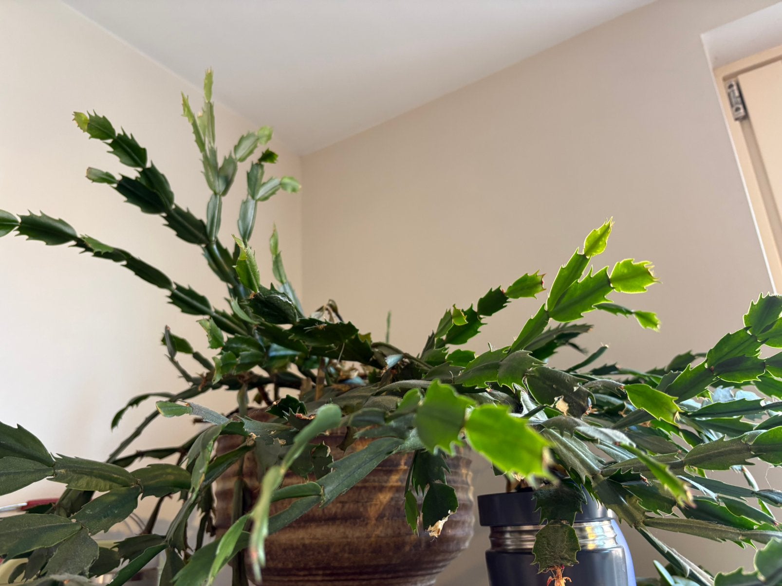 Gratis kerstcactus stekken, Ophalen, Halfschaduw, Minder dan 100 cm