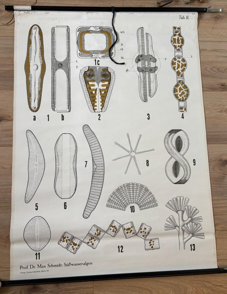 Oude schoolposter, Antiek en Kunst, Antiek | Schoolplaten, Ophalen, Geschiedenis