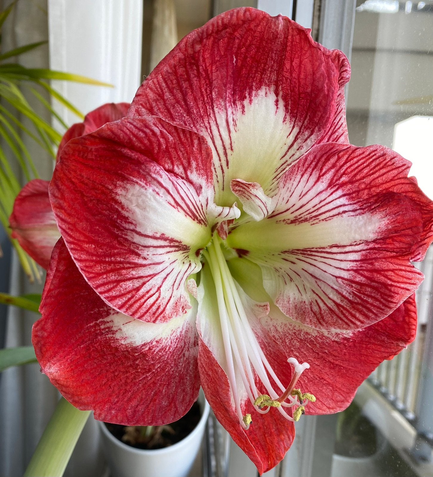 Prachtige Amaryllis bollen (Hippeastrum) zonder pot, Ophalen of Verzenden, Halfschaduw