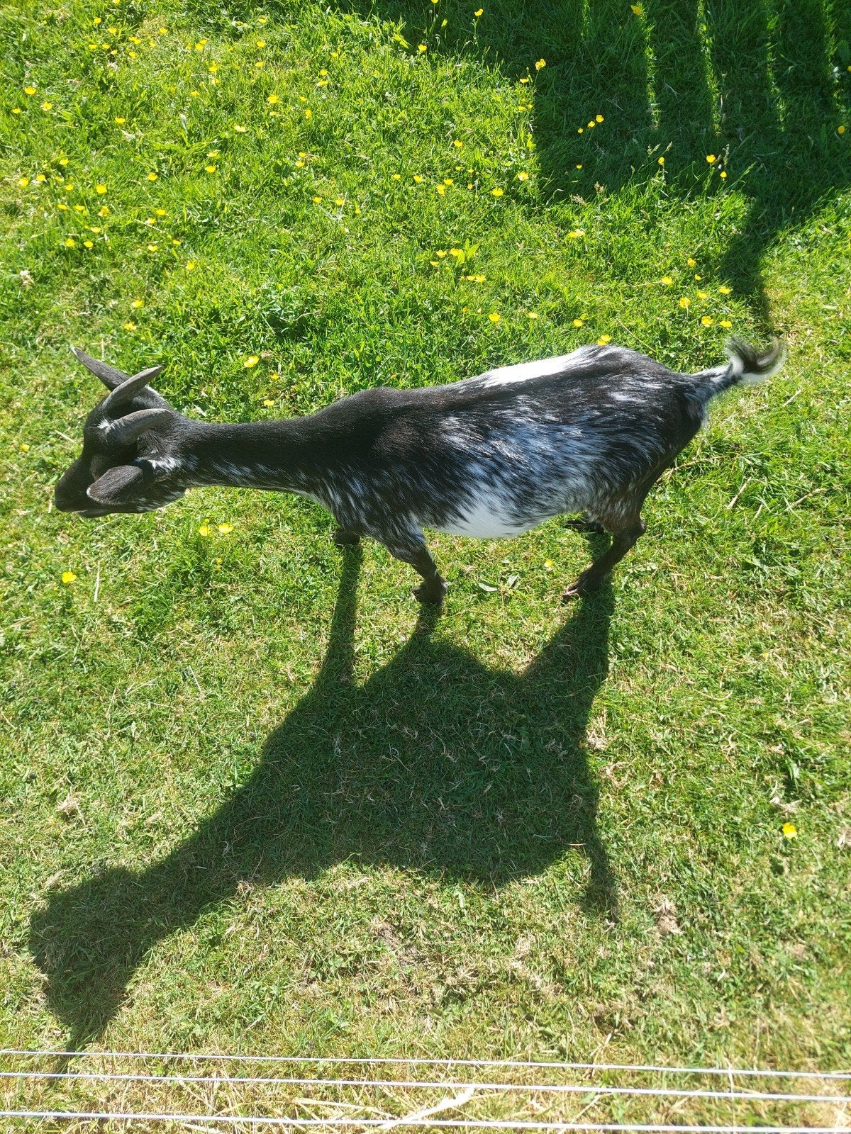 Dwerggeitjes, Dieren en Toebehoren, Schapen, Geiten en Varkens, Mannelijk, Geit