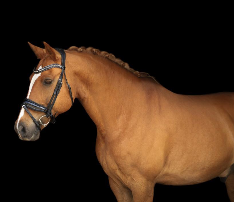 Knappe E pony te koop, Dieren en Toebehoren, Paarden, Minder dan 160 cm, Met stamboom, Ruin, L