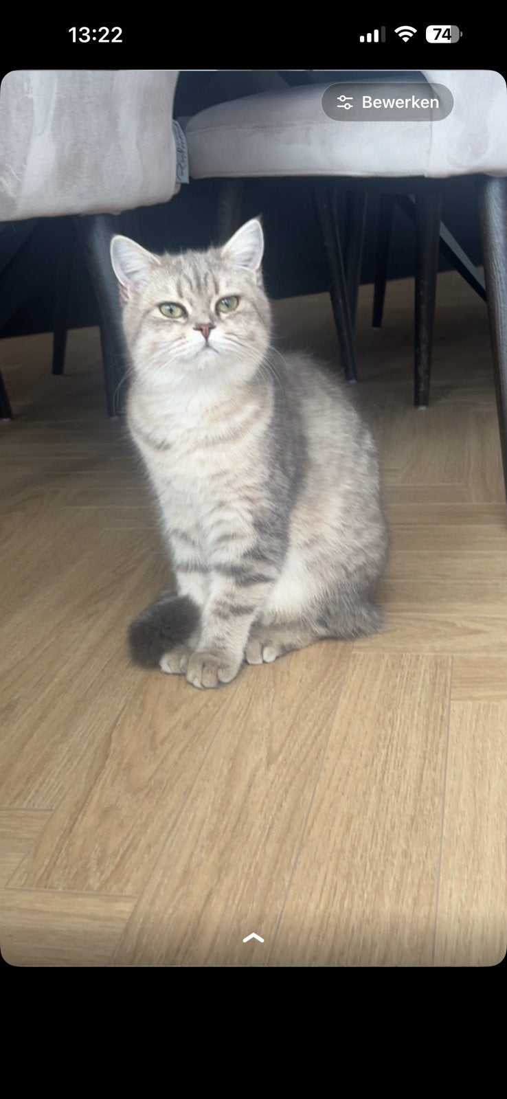 2 Britse Korthaar poes +stamboom, ouders wereldkampioen lijn, Dieren en Toebehoren, Katten en Kittens | Raskatten | Korthaar, Poes