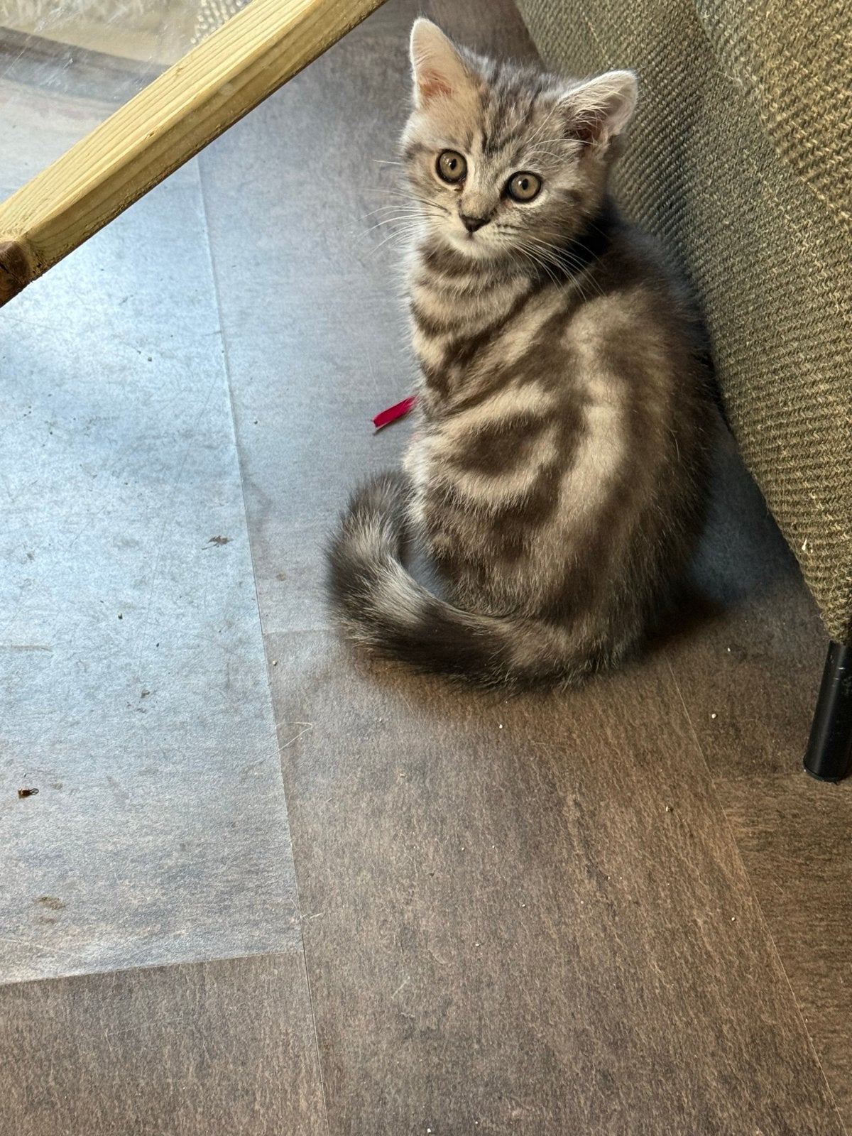 Britse korthaar katertjes, Kater, Ingeënt