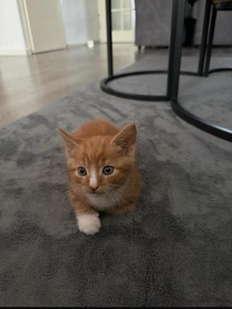 Kittens te koop!, Meerdere dieren