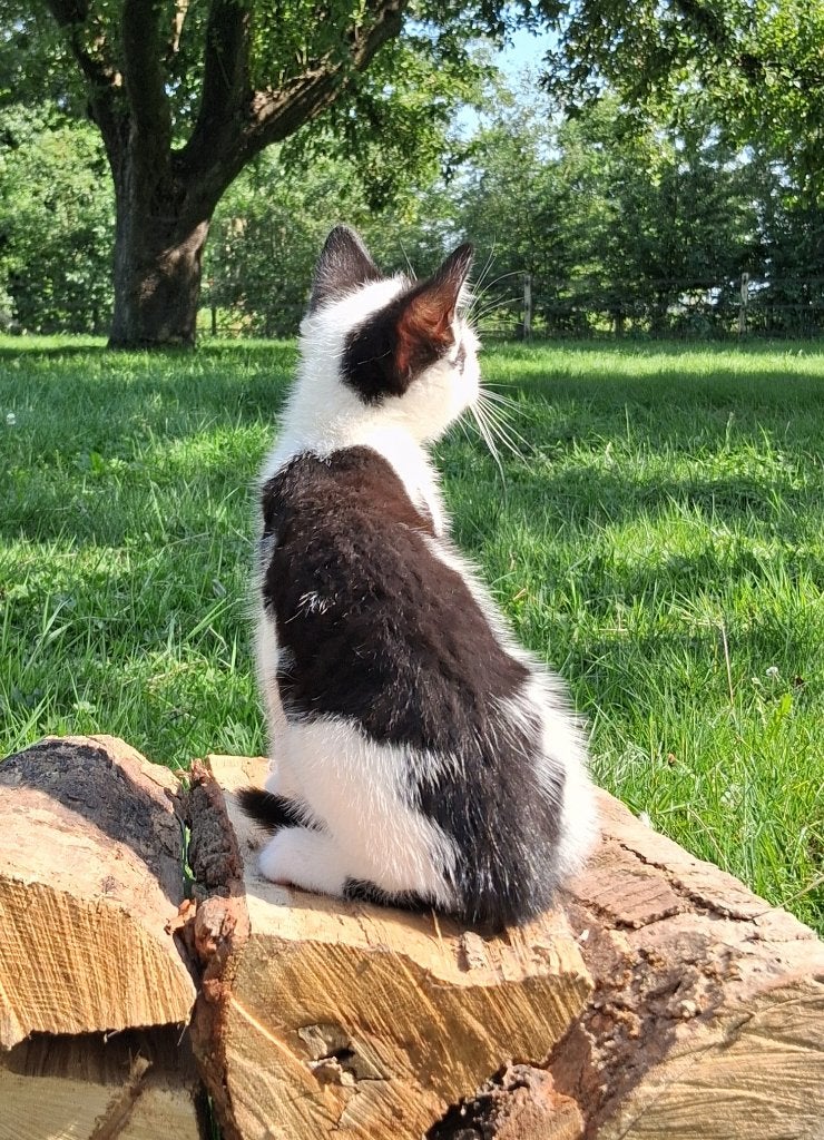 Lieve kittens zoeken een goudenmandje, Dieren en Toebehoren, Katten en Kittens | Overige Katten, Meerdere dieren, Kortharig, 0 tot 2 jaar