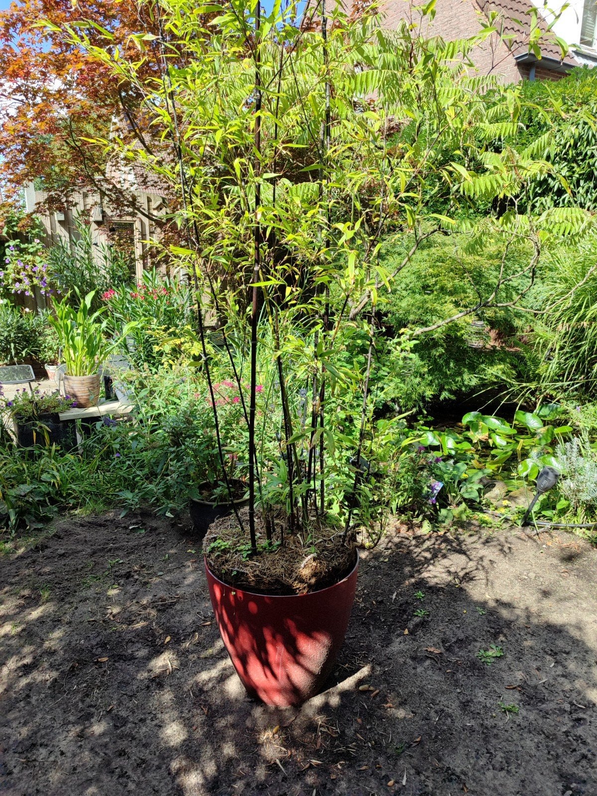 zwarte bamboe, Ophalen, Bamboe, 100 tot 250 cm