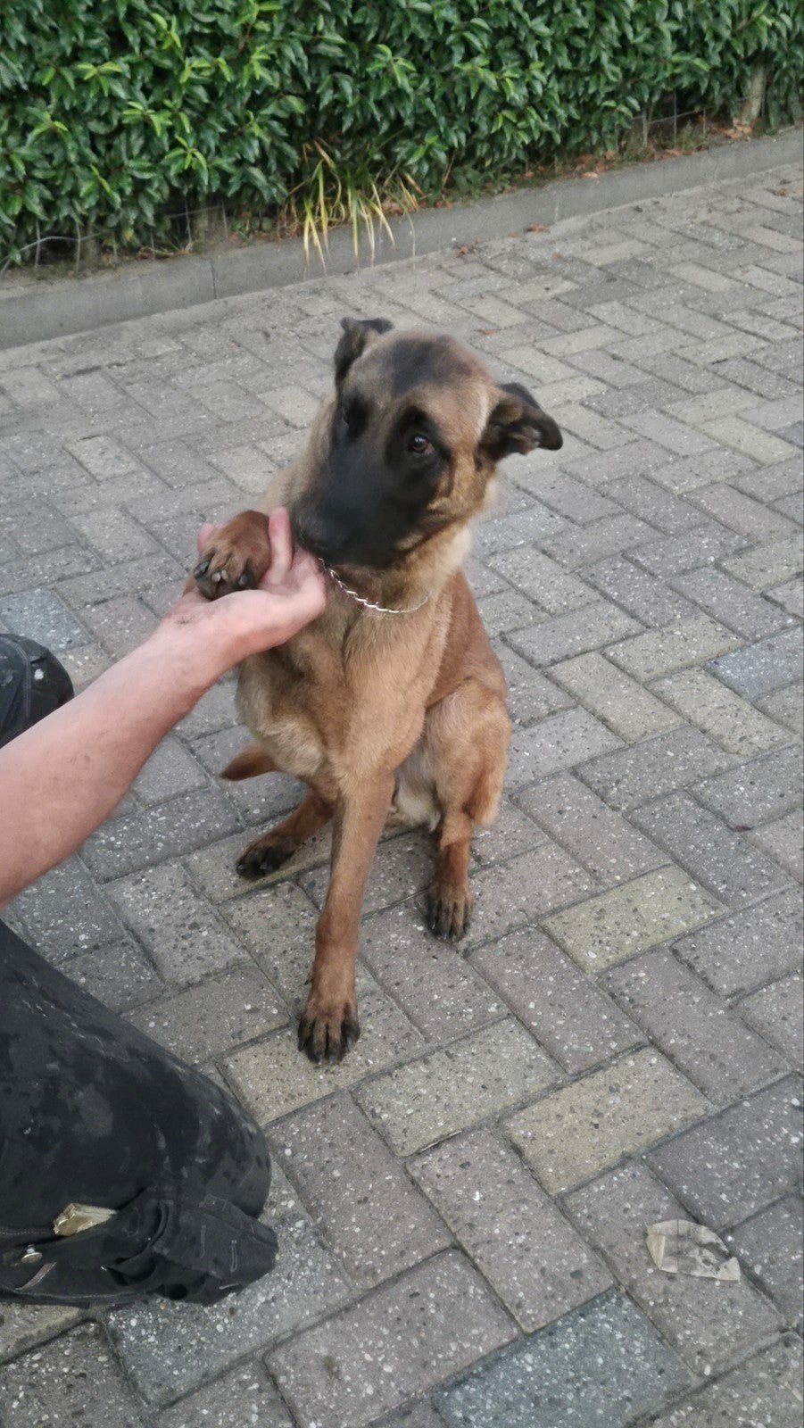 Mooie mechelse herder te koop, Dieren en Toebehoren, Honden | Herdershonden en Veedrijvers, 1 tot 2 jaar, Teef, Eén hond, Herder