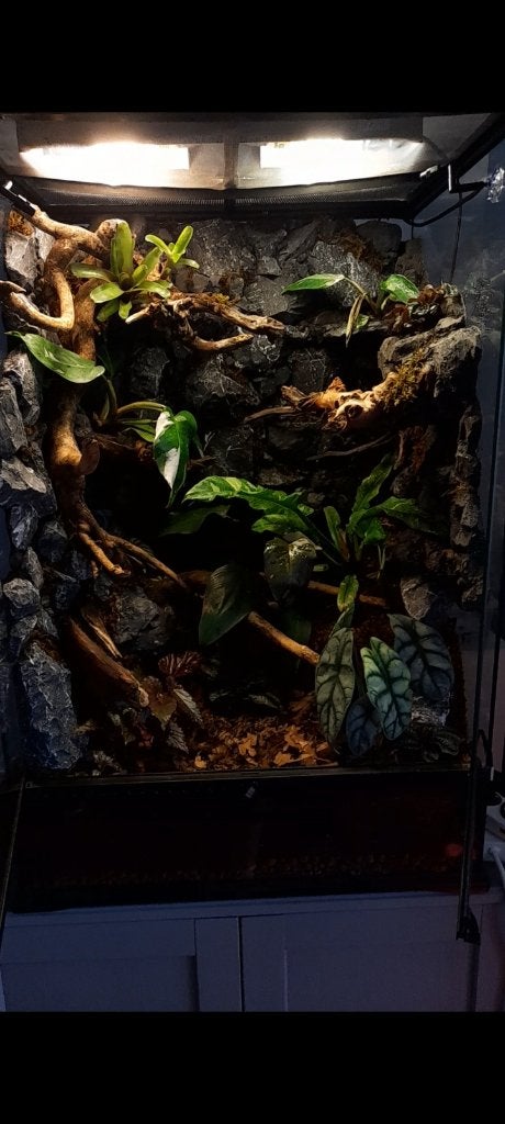 Volledig bioactief terrarium, Ophalen, Zo goed als nieuw, Terrarium of Paludarium