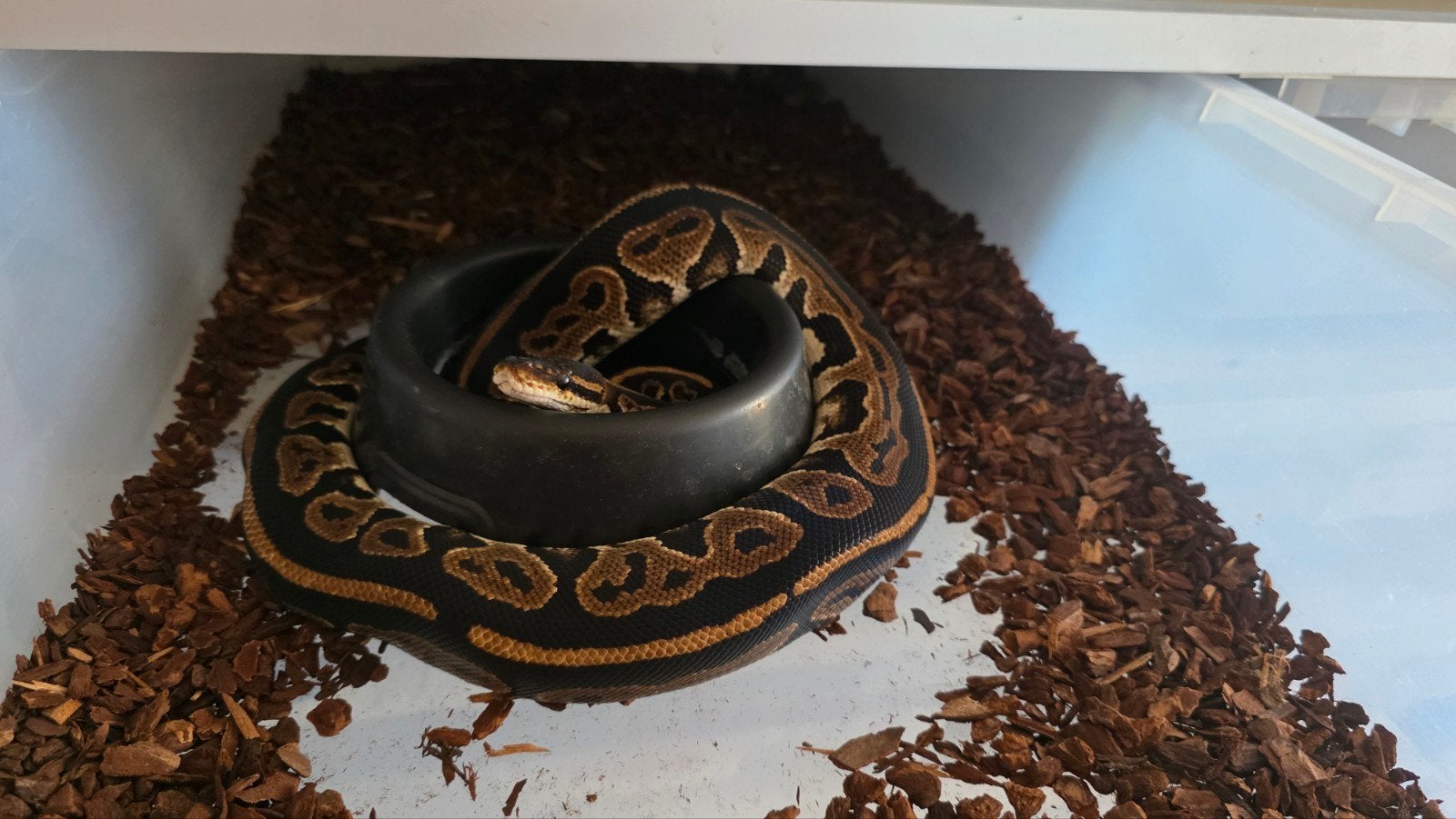 KoningsPython Black Pastel Het Ultramel man, Slang, Tam, 0 tot 2 jaar