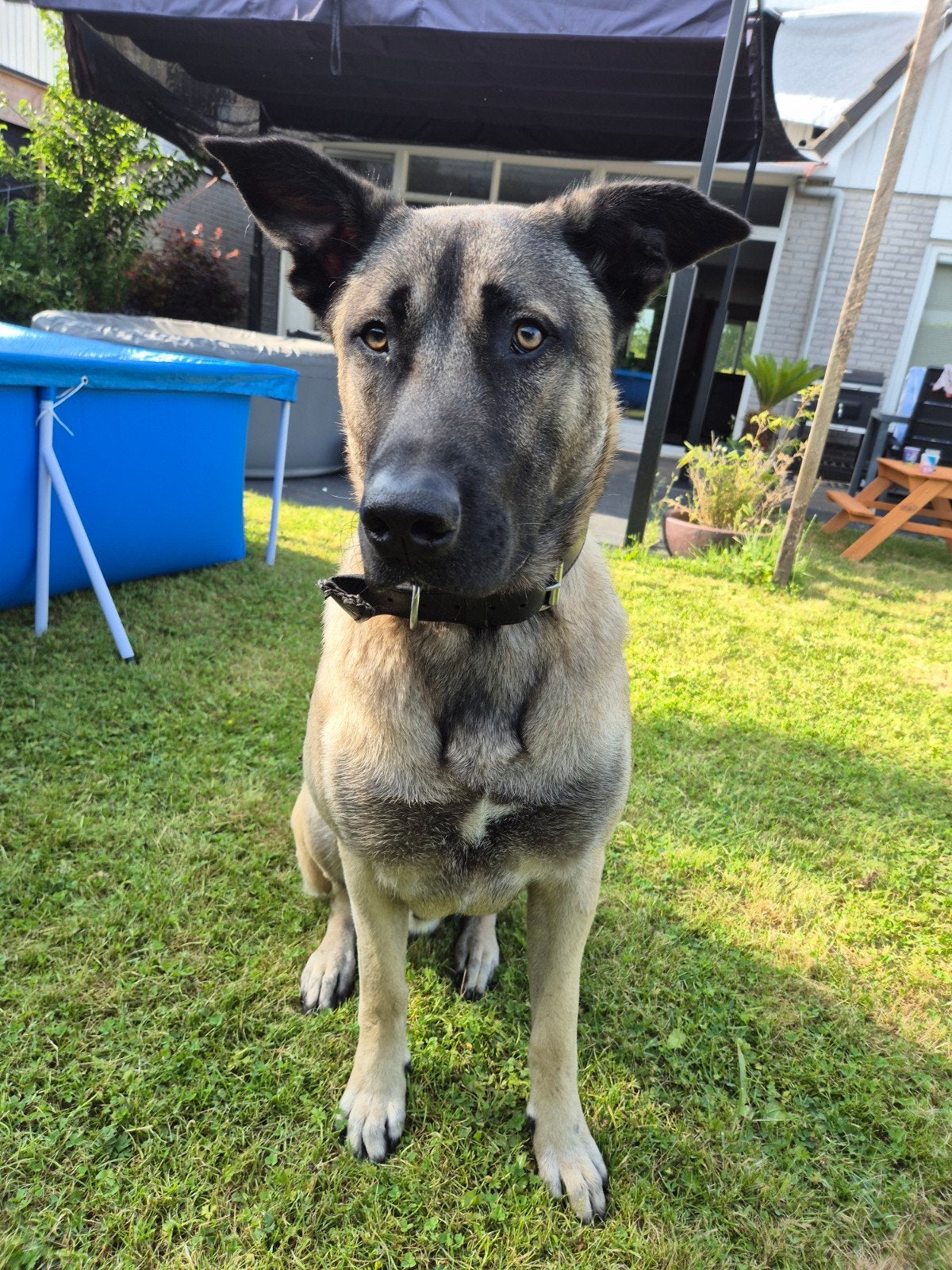 Anatolische herder x Hollandse herder bijna 1 jaar oud, 15 weken tot 1 jaar, Reu, Parvo, Eén hond