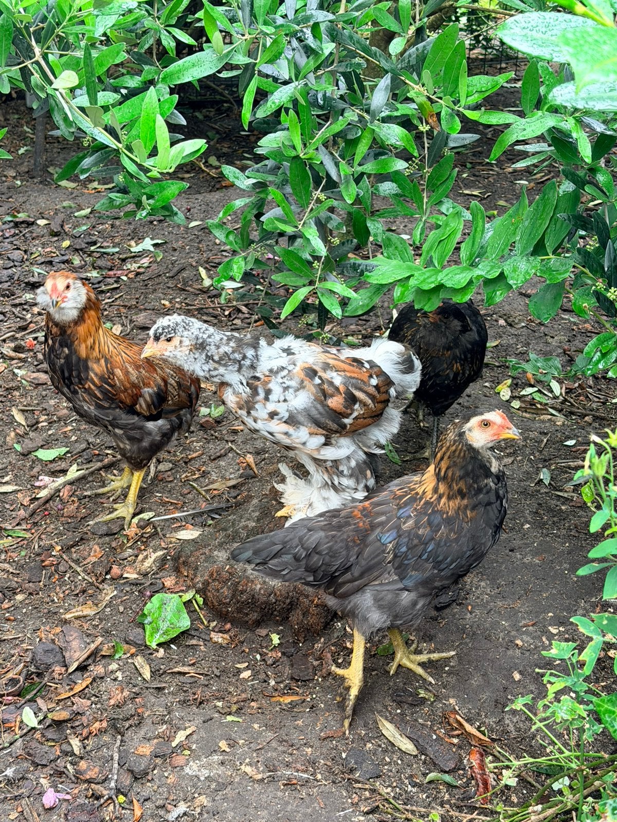 Araucana kuikens 9 weken, Dieren en Toebehoren, Pluimvee, Geslacht onbekend, Kip