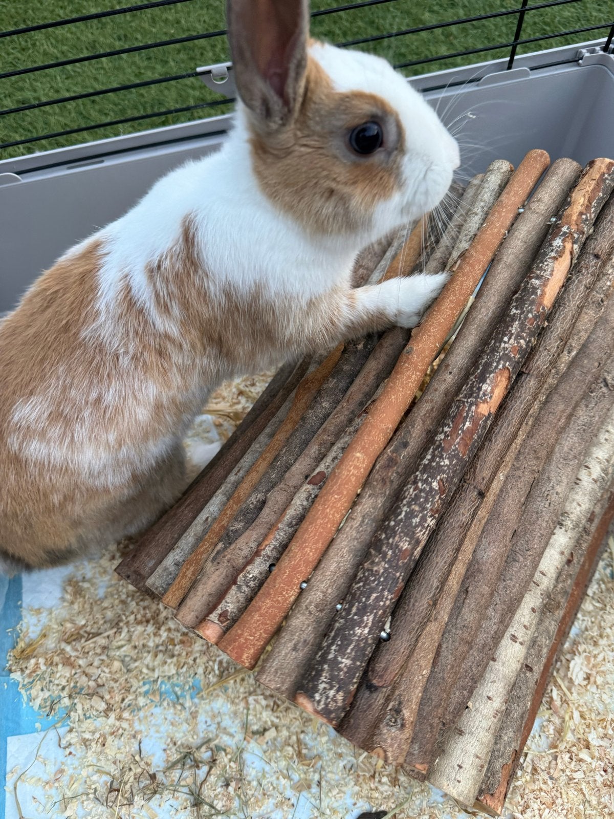 Konijntje te koop, Vrouwelijk, Middelgroot, 0 tot 2 jaar
