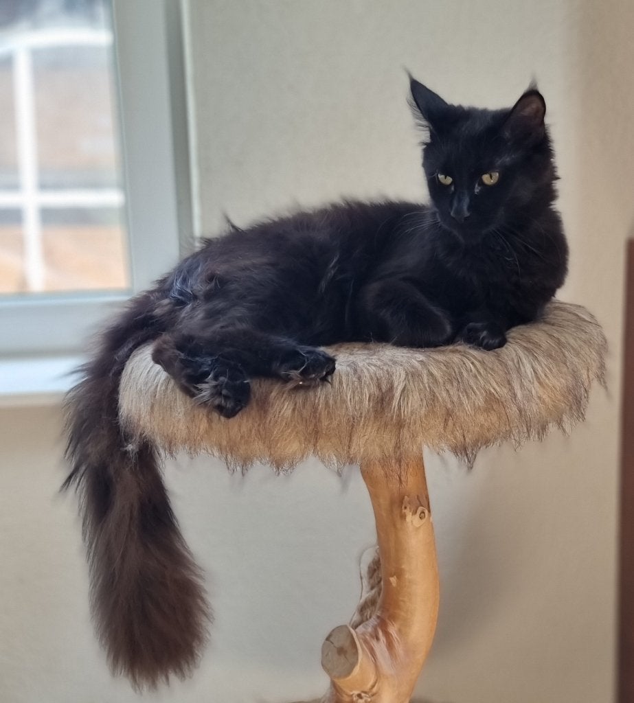 Mooie knuffel Maine Coons, Poes, Met stamboom, 0 tot 2 jaar
