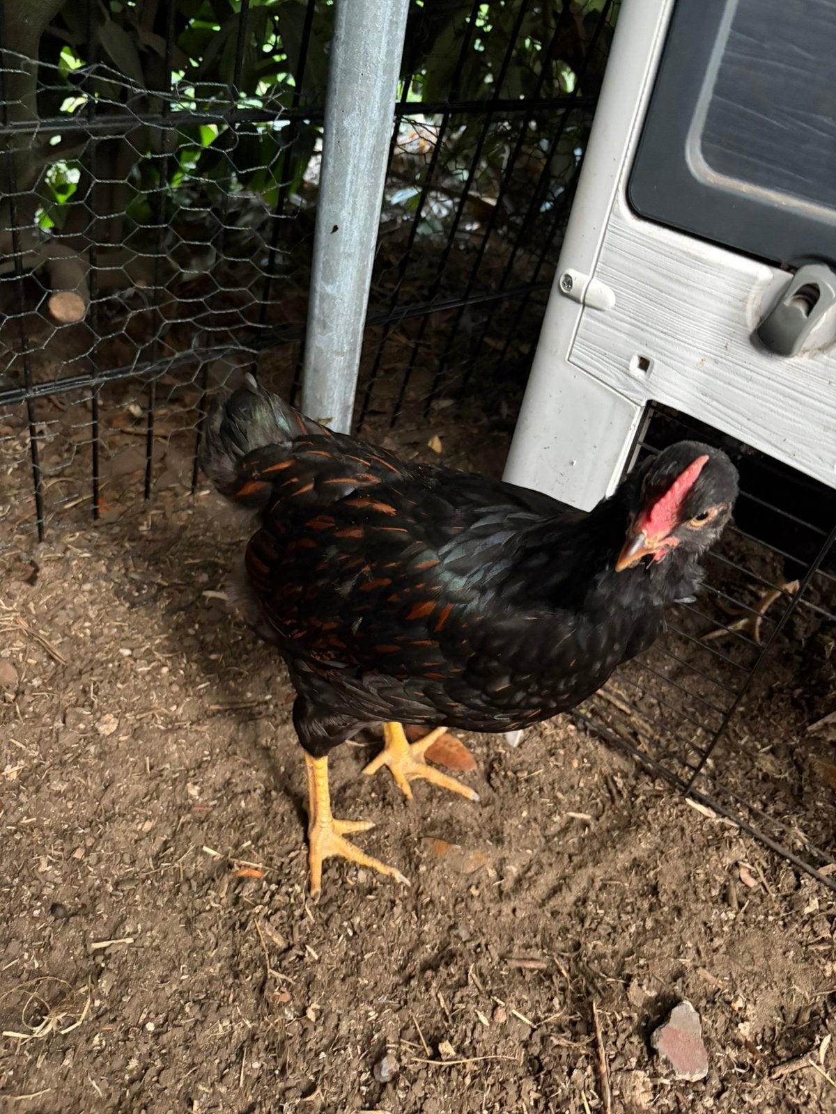 Barnevelder dubbel gezoomd goud zwart, Dieren en Toebehoren, Pluimvee, Mannelijk, Kip