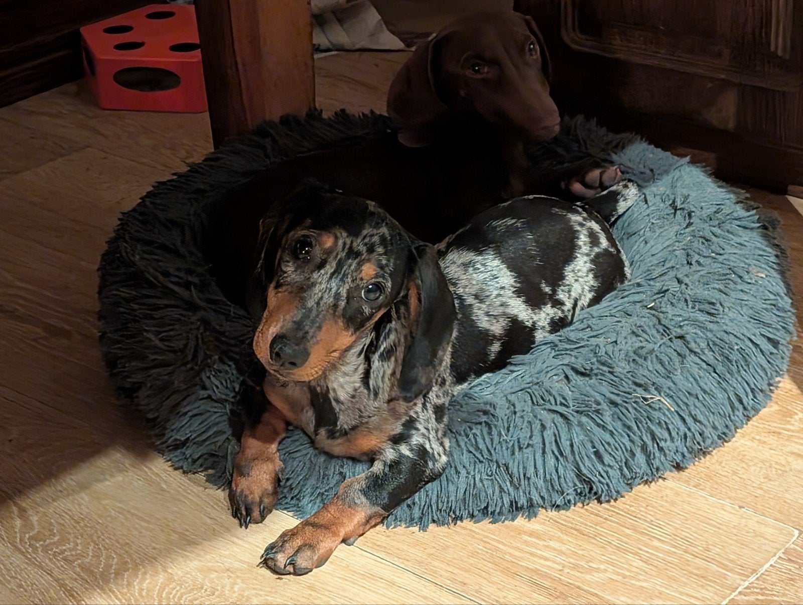 merle teckel pup teefje, Dieren en Toebehoren, CDV (hondenziekte), 8 tot 15 weken, Korthaar, Teef