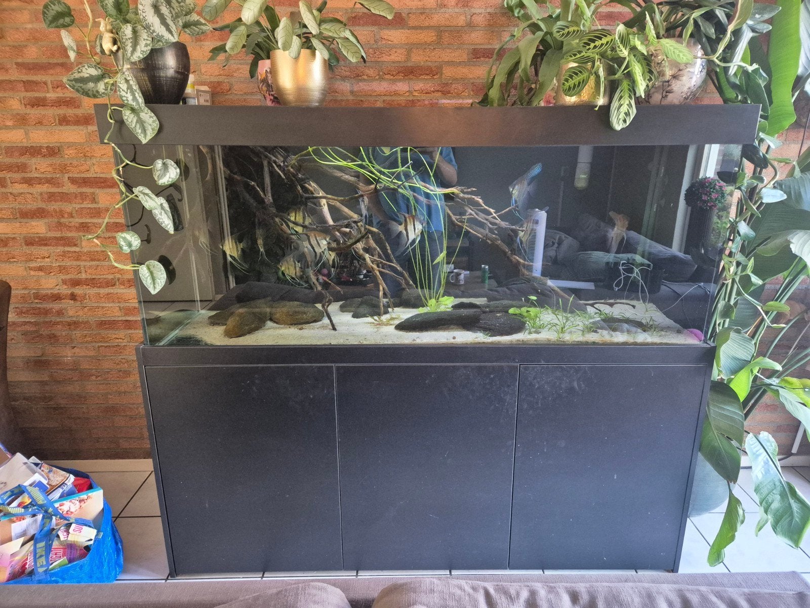Aquarium, Ophalen, Inclusief vissen, Gebruikt, Gevuld zoetwateraquarium