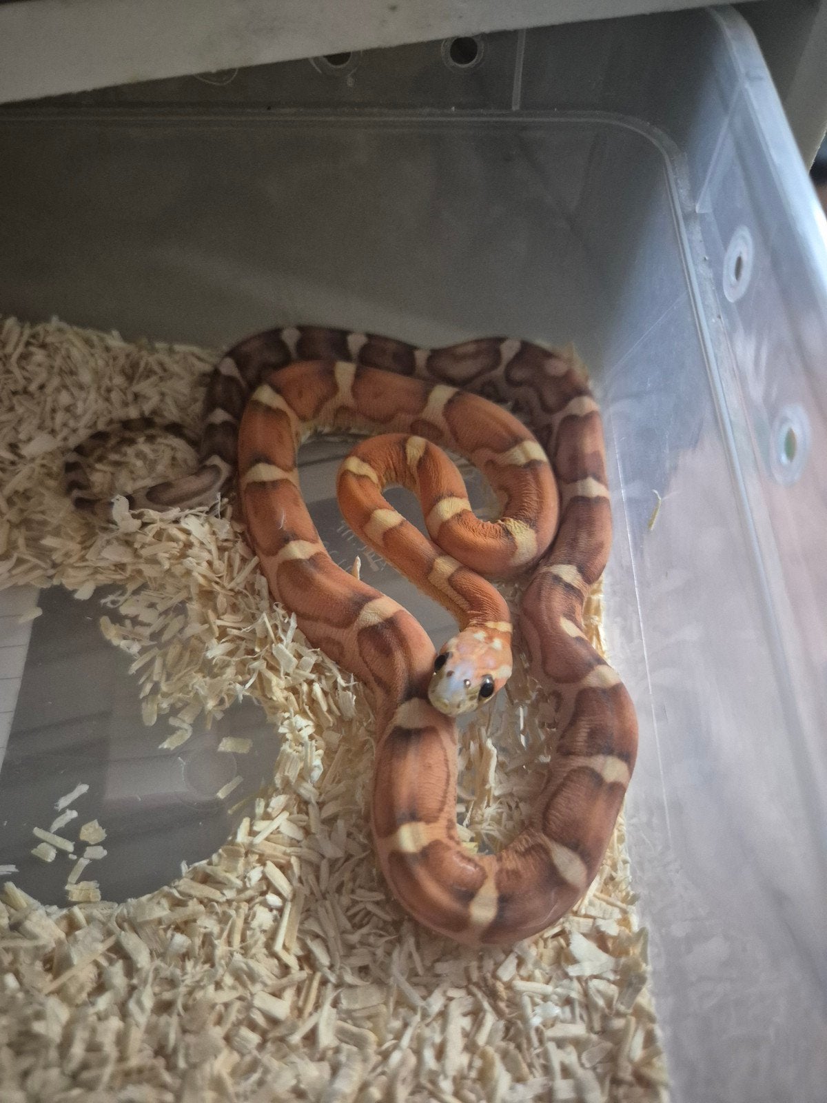 scaleless pantherophis guttatus/ rattenslang, Slang, 0 tot 2 jaar