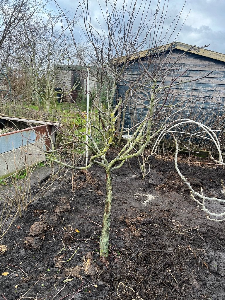 Vijgenbomen tekoop aangeboden, momenteel in volle bloei, Overige soorten, 100 tot 250 cm, Zomer, Ophalen