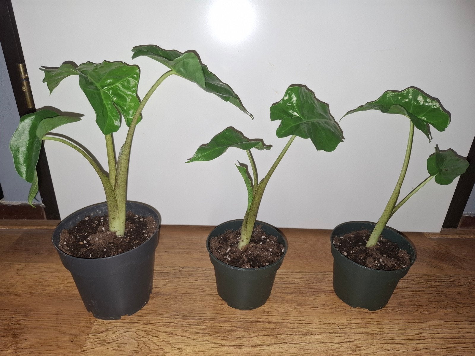 3x Alocasia portodora, Ophalen, Overige soorten, Halfschaduw, Minder dan 100 cm