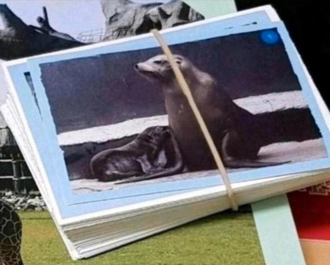 Jumbo Diergaarde Blijdorp plaatjes, Verzamelen, Supermarktacties, Jumbo, Ophalen of Verzenden