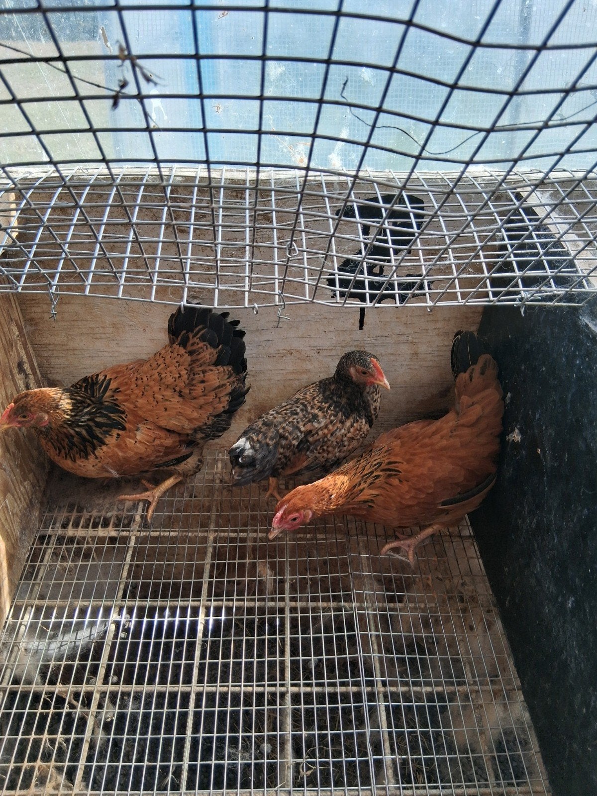 trio kriel kippen, Dieren en Toebehoren, Meerdere dieren, Kip