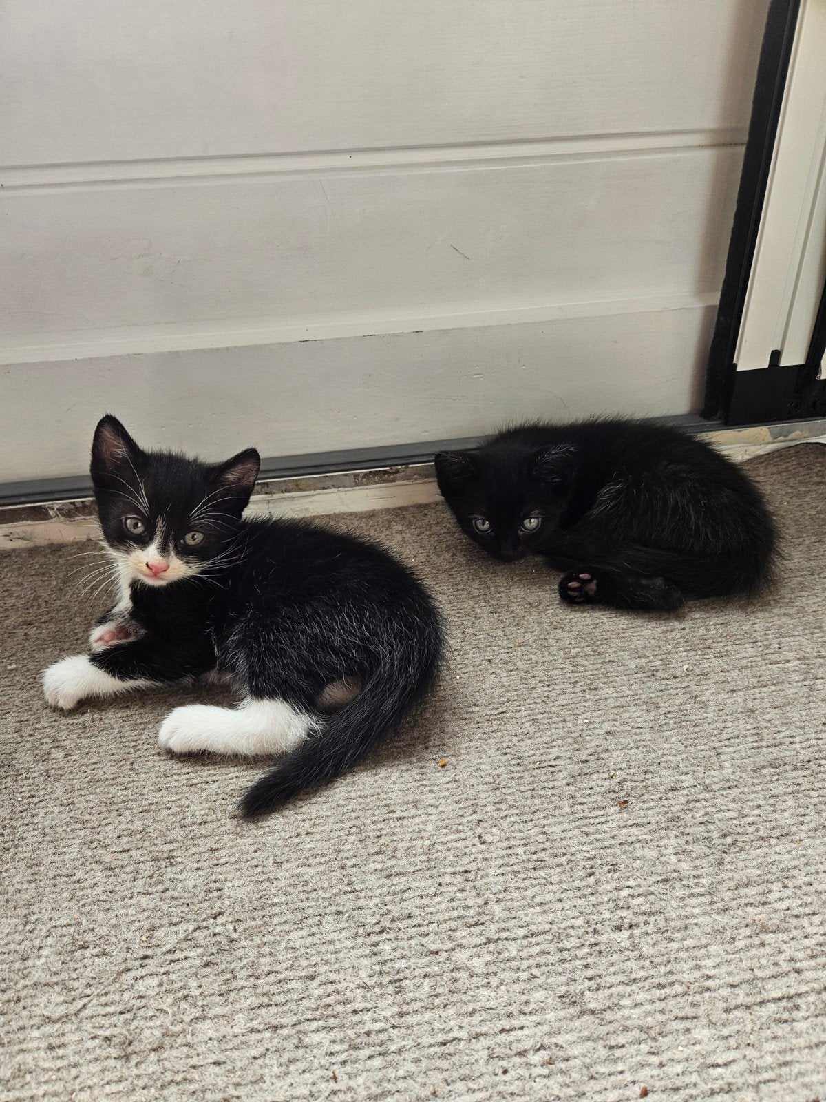 2 kittens