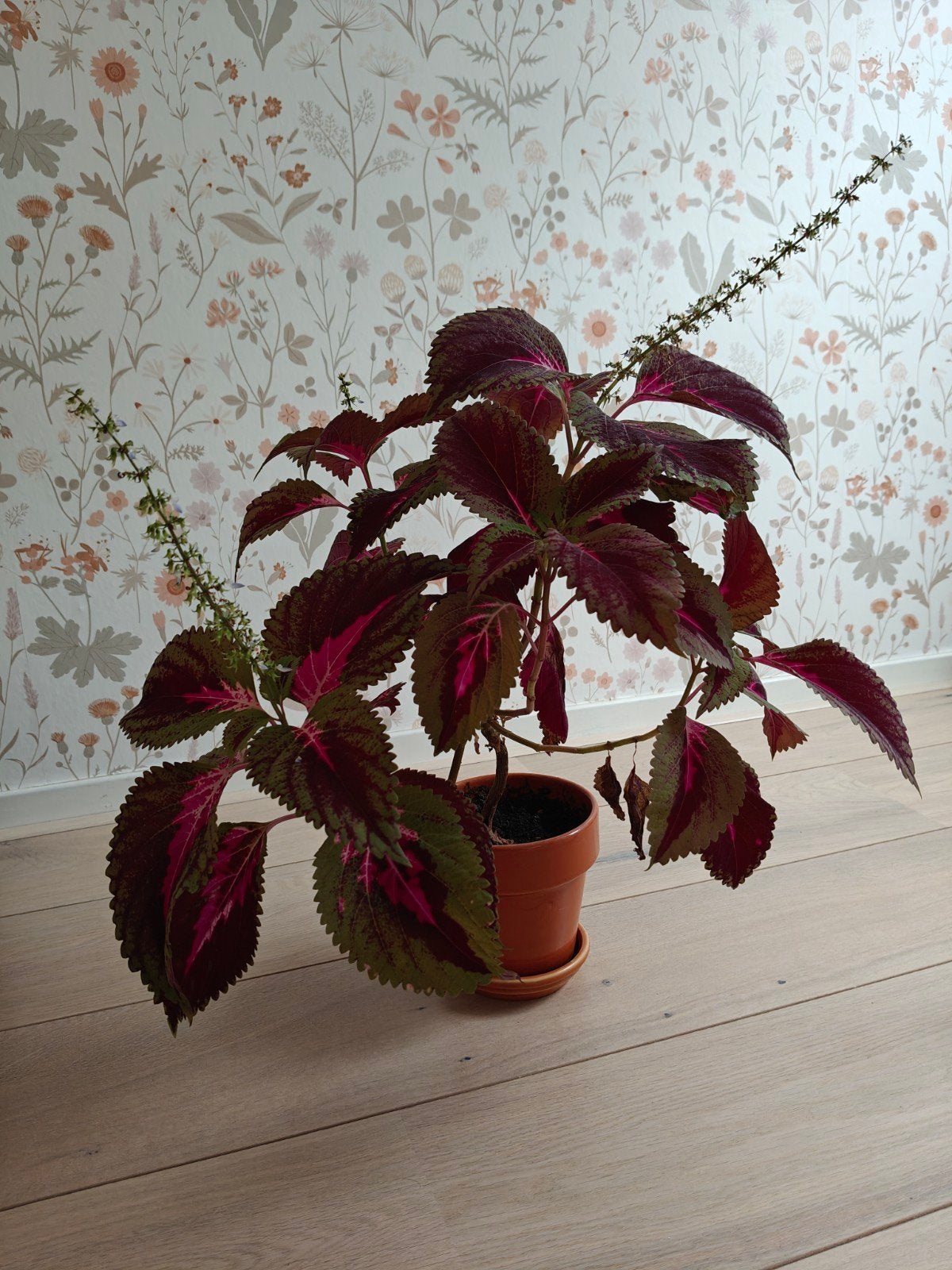 Kleurrijke Coleus plant in pot - Ideaal voor binnen, Ophalen