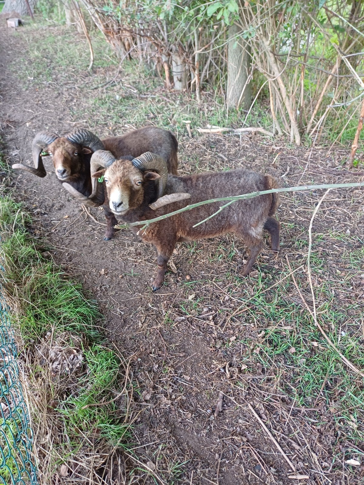 ouessantrammen te koop, Meerdere dieren, Schaap