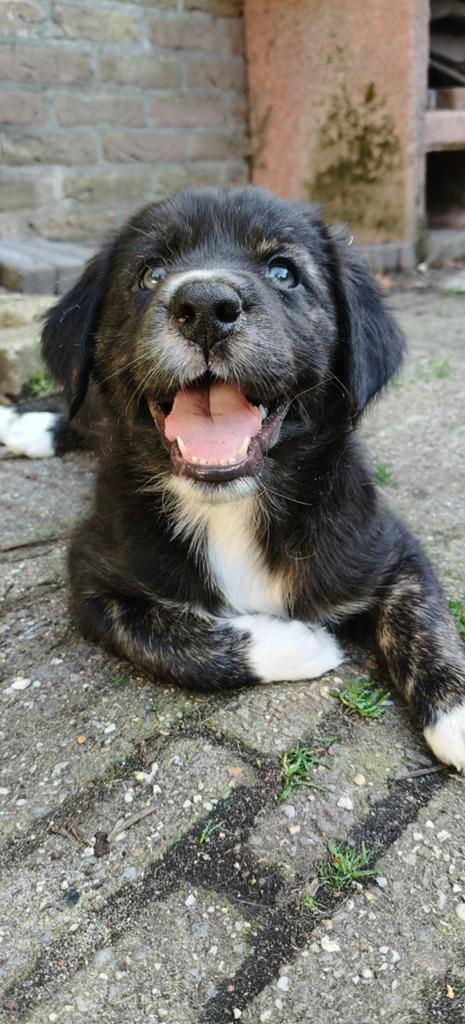 Pups Australian Shepherd x Golden retriever LAATSTE TEEFJE, Parvo, Overige rassen, 8 tot 15 weken, Teef