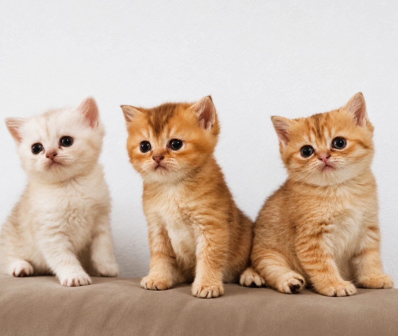 Britse korthaar kittens, Dieren en Toebehoren, Katten en Kittens | Raskatten | Korthaar, Ontwormd, 0 tot 2 jaar