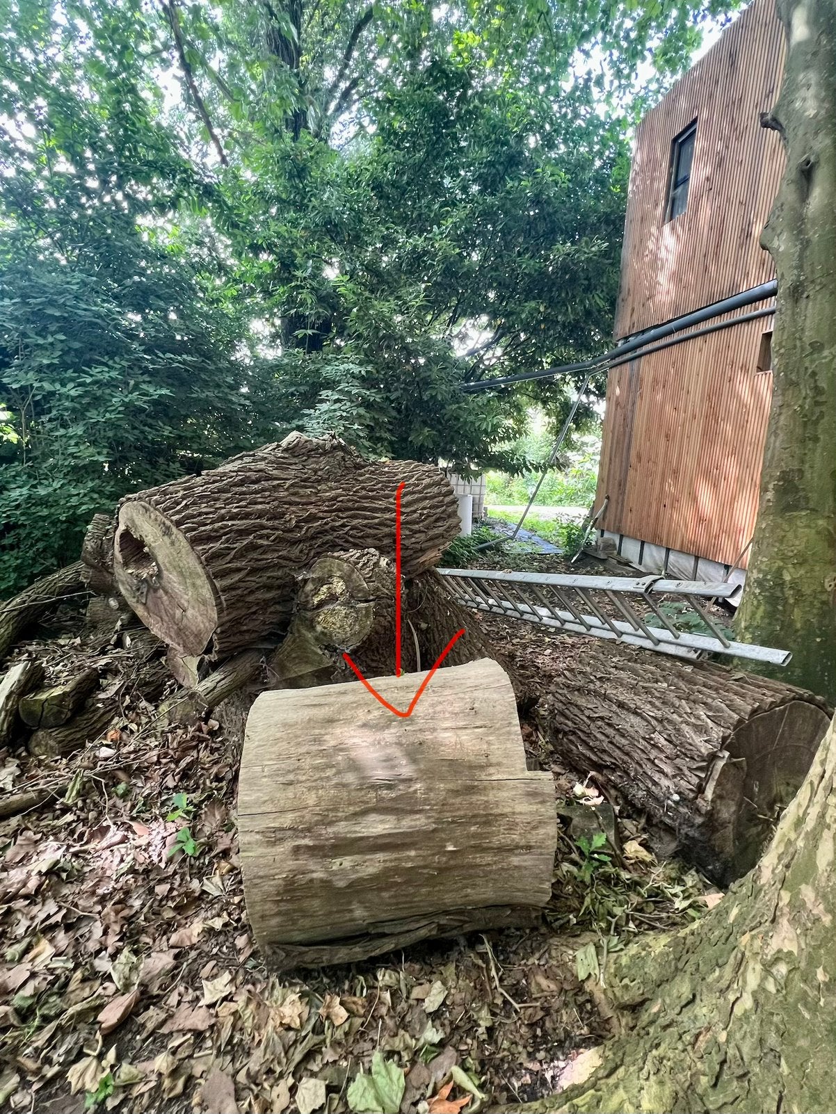 Boomstam voor kunstproject, Tuin en Terras, Haardhout, Minder dan 3 m³, Ophalen of Verzenden