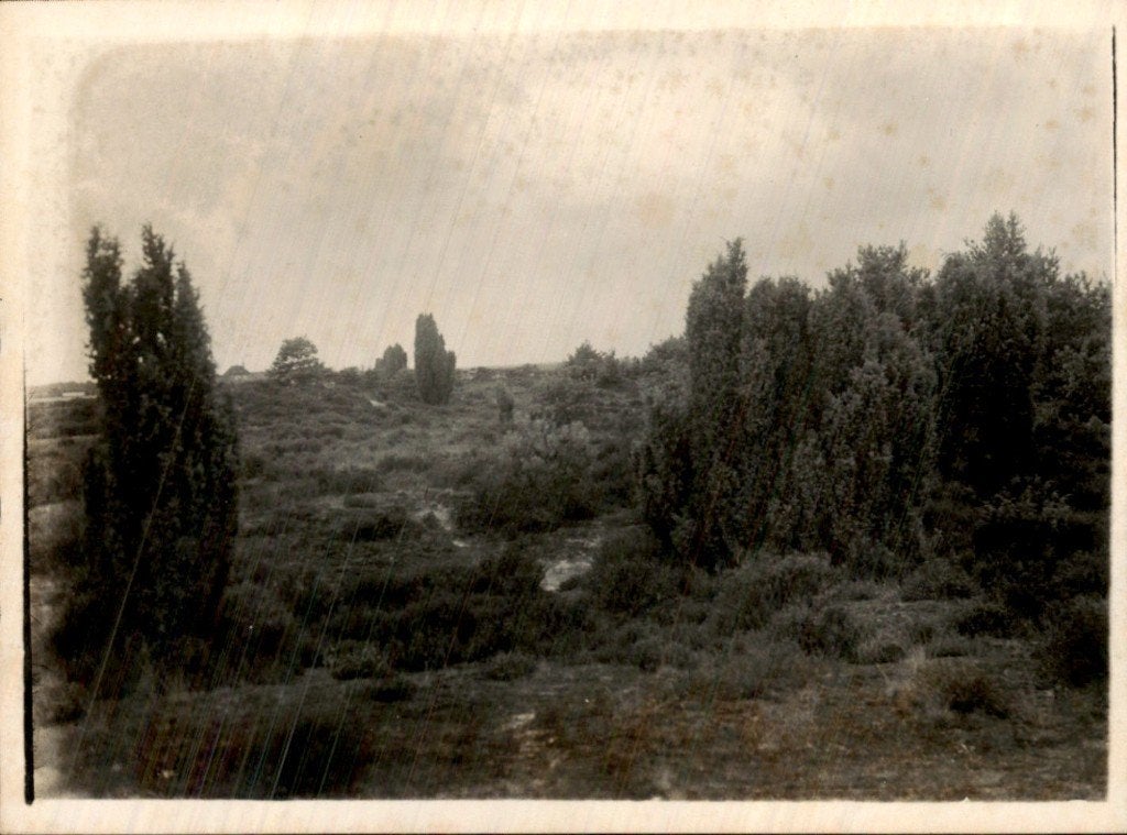 Heide - Jeneverstruiken, Ophalen of Verzenden, 1920 tot 1940, Ongelopen, Gelderland