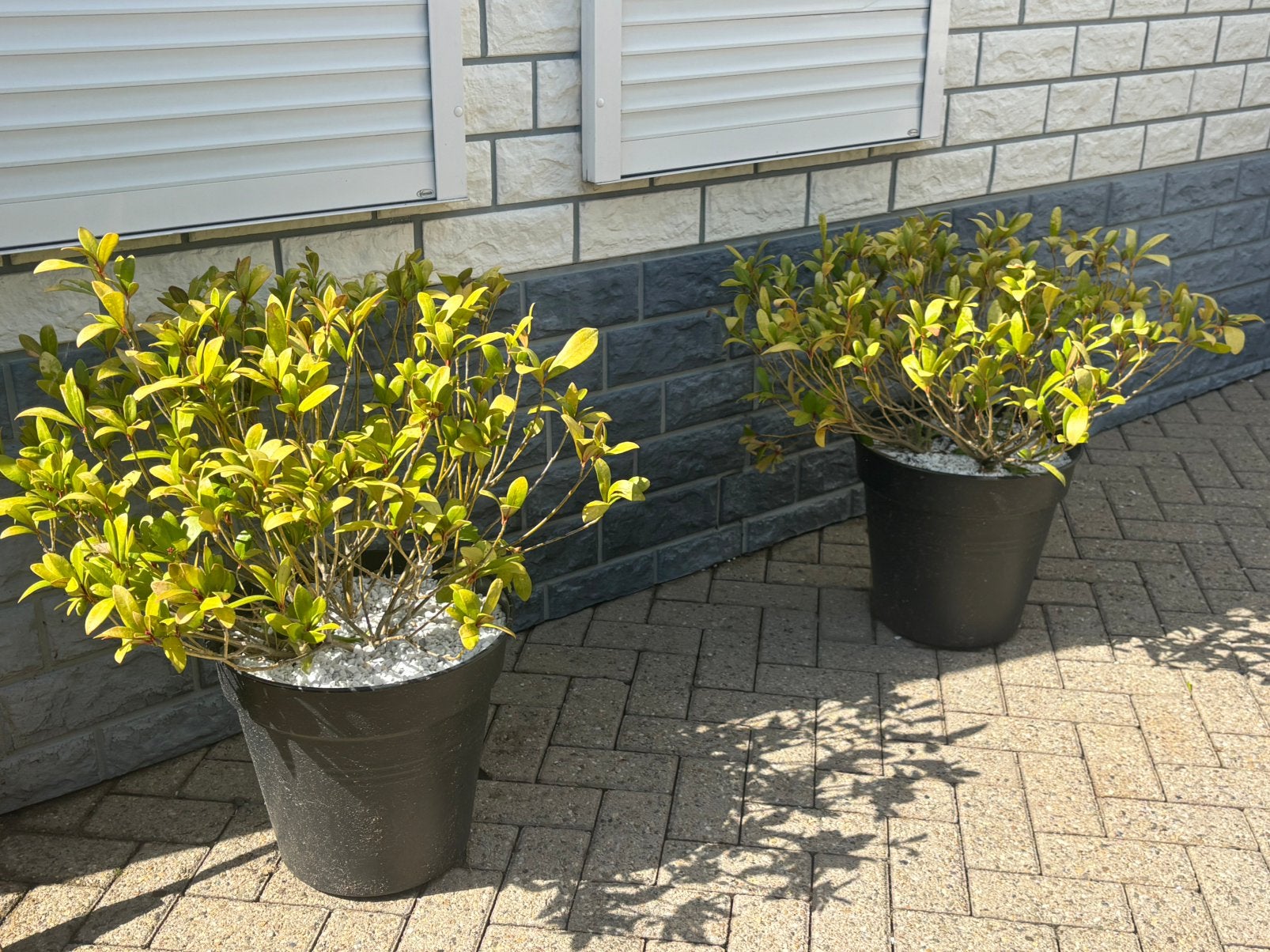 Planten met bak, Tuin en Terras, Ophalen, Zo goed als nieuw, Kunststof, Balkon