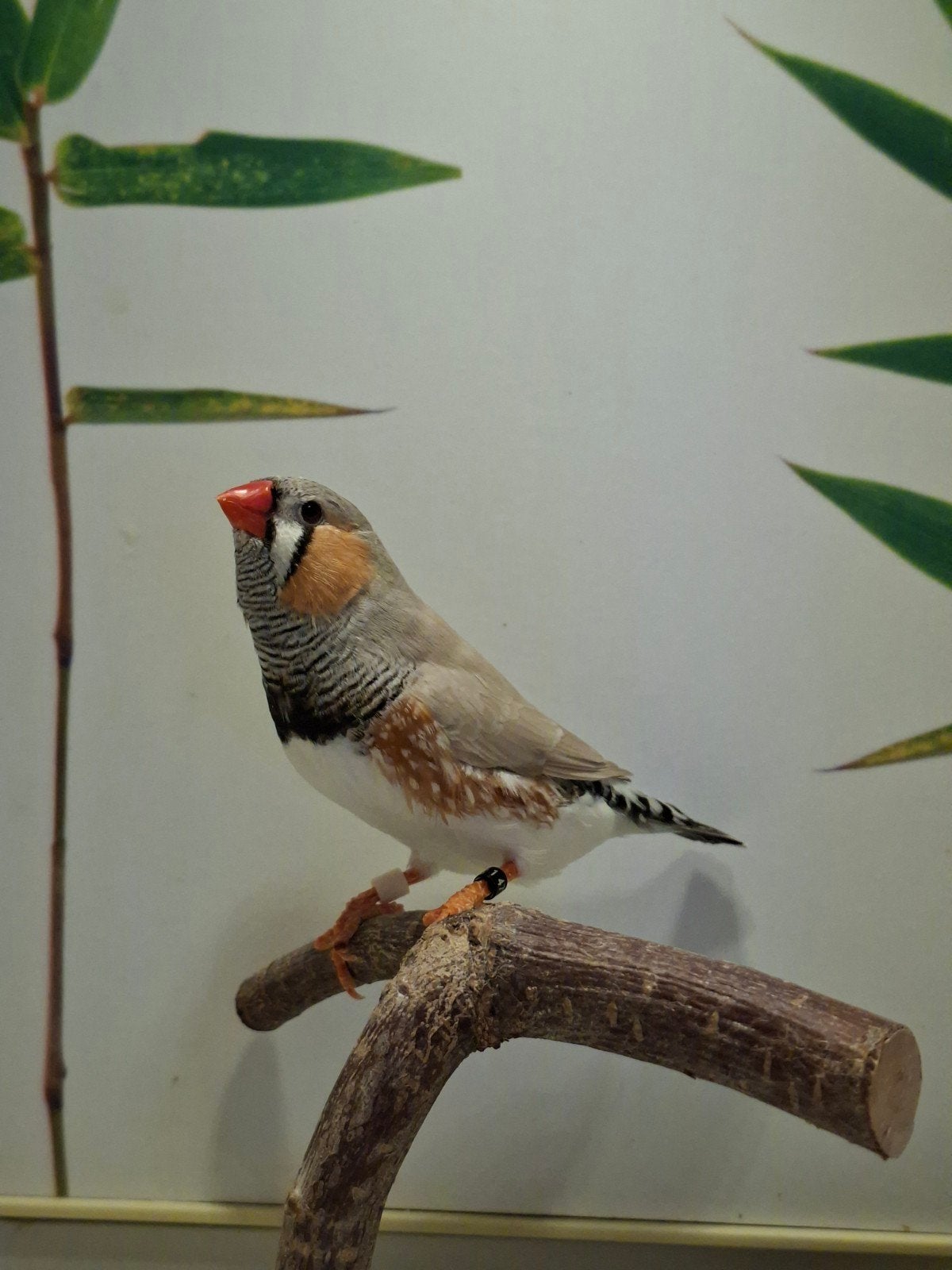 zebravinken koppel 1, Meerdere dieren, Tropenvogel, Geringd