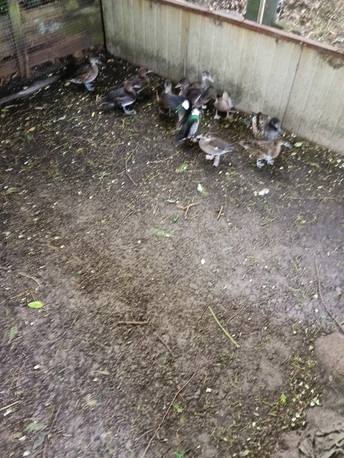 jonge siereenden ,watervogels 2026, Dieren en Toebehoren, Meerdere dieren, Eend