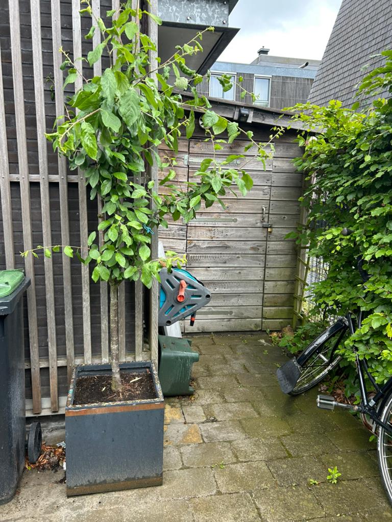 Pruimenboom, Tuin en Terras, Ophalen of Verzenden, Lente