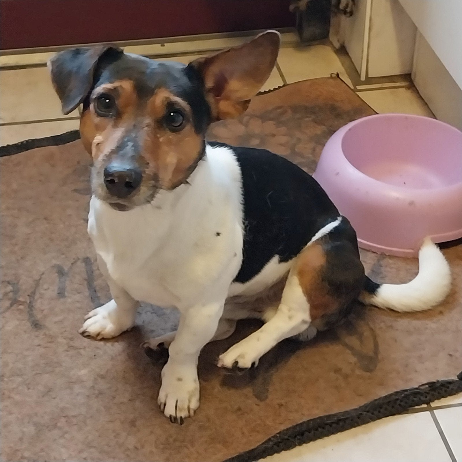 Forever Home gezocht voor Rudy, Jack Russell Terriër, Reu, Eén hond, 3 tot 5 jaar