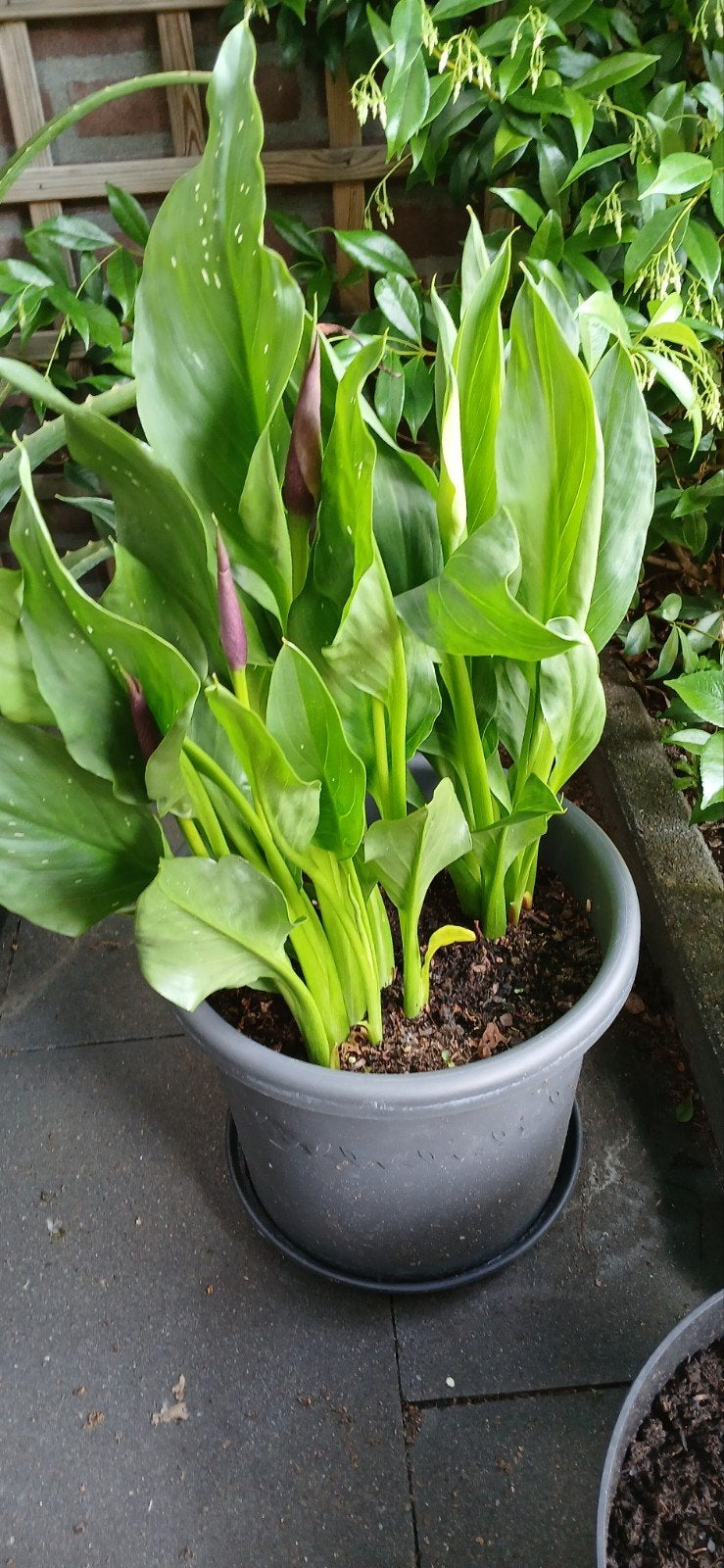 Zantedeschia (Aronskelk) in 27 cm pot, Overige soorten, Vaste plant, Ophalen of Verzenden, Halfschaduw