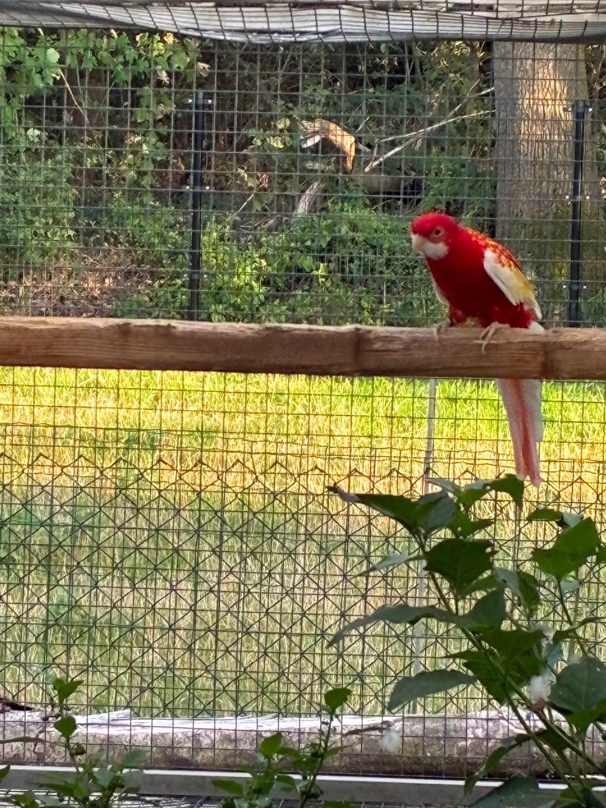 Rubino rosella man uit 2022 tekoop., Dieren en Toebehoren, Mannelijk, Geringd