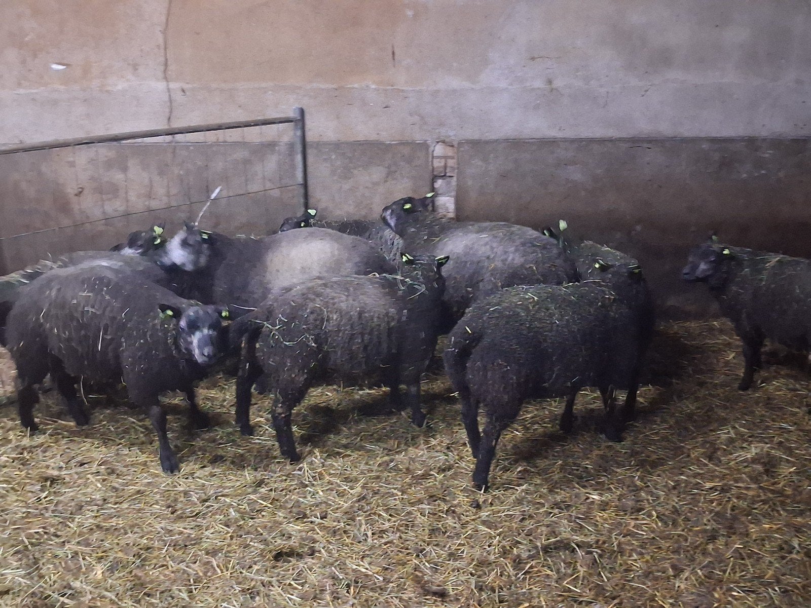 Koppel ramlammeren blauwe Texelaars., Meerdere dieren, Schaap, 0 tot 2 jaar